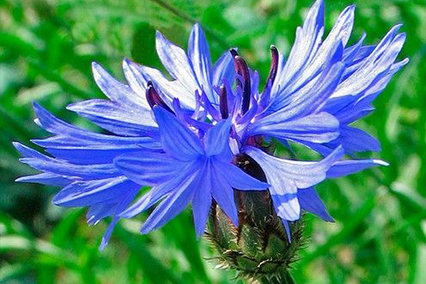 Цветки василька синего