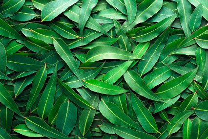 Экстракт листьев эвкалипта